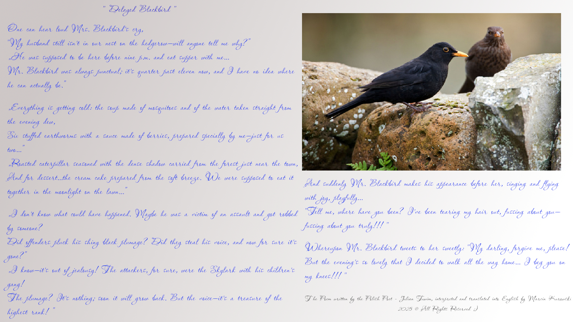 The poem entitled delayed blacbird written by Polish Poet Julian Tuwim, translated into english by Martin Kurowski in February 2025. Delayed blacbird - One can hear the loud Mrs. Blackbird's cry, My husband isn't still in our nest on the hedgerow, will anyone tell me why? He was supposed to be before nine p.m. and eat the supper with me...Mr. Blacbird was always punctual, it's quarter past eleven now, and I have no idea where he can actually be? Everything is getting cold: the soup made of mosquitos and of the water taken straight from the evening's dew, Six stuffed earthworms with the souce made of berries, made specially by me - just for us two...Roasted caterpillar seasoned with the dense shadow carried from the forest just near the town, And for the dessert...the cream cake prepared from soft breeze, we were supposed to eat it together in the moonlight on the lawn...I don't know what could have happend? maybe he was a victim of an assault and got robbed by someone? offenders plucked his shiny, black plumage? they' stold also the voice and now for sure it's gone?!!! I know, it's by jelousy! The attackers were the Skylark with his children's gang! The plumage? it's nothing, soon it will  grow out. But the voice - it's a treasure of the higest rank! And suddenly Mr. Blacbird puts in appearance by her, singing and flying with joy, playfully...Tell me where have you been? I've been tearing my hair out being fussed about you - fussed about you truly! Whereupon Mr. Blackbird tweets to her sweetly: 'My darling forgive me, please! But the evening's so lovely that I decided to walk all my way home...I bag you on my knees!!!' All rights reserved 